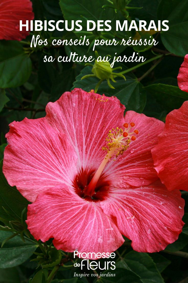 fleur d'Hibiscus moscheutos