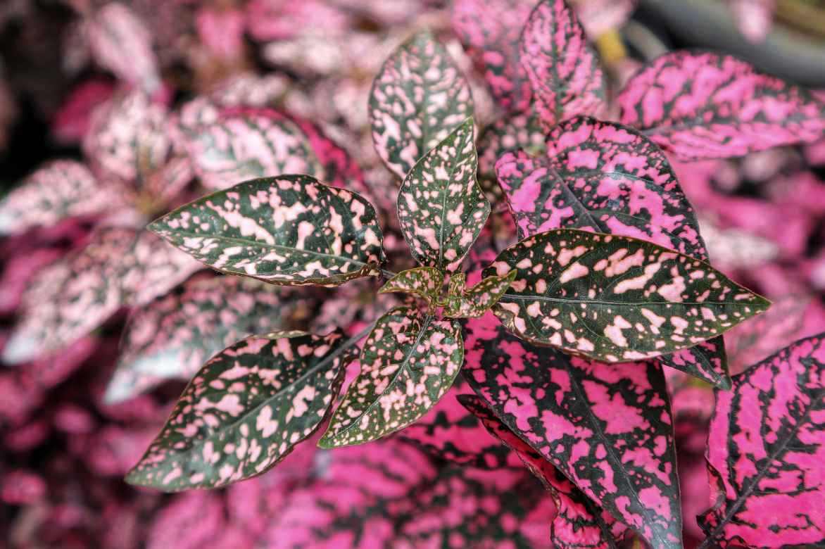 hypoestes a feuilles roses