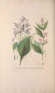 plante au ephelides
