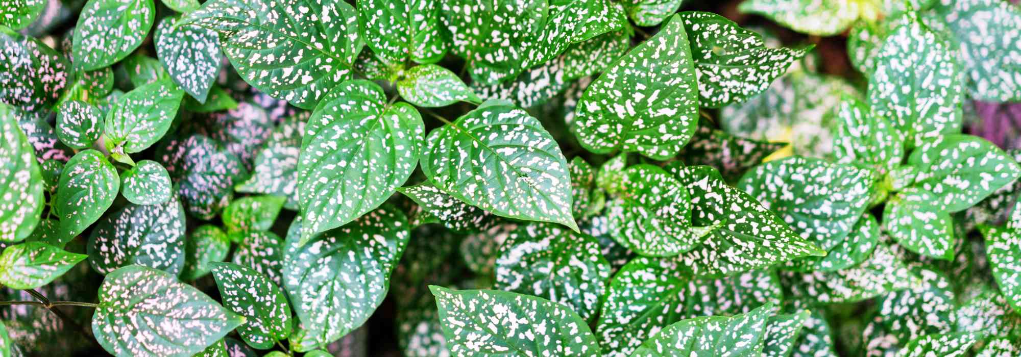 Hypoestes phyllostachya – Plante aux éphélides : tout savoir