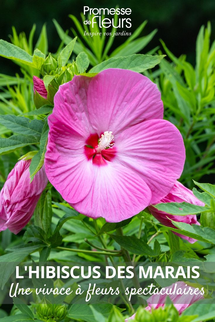 L'Hibiscus des marais une vivace à fleurs spectaculaires Pink Hibiscus Moscheutos