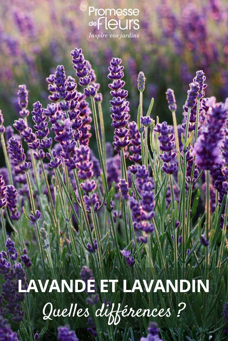Lavande-et-lavandin-Differences Comment différencier lavande et lavandin