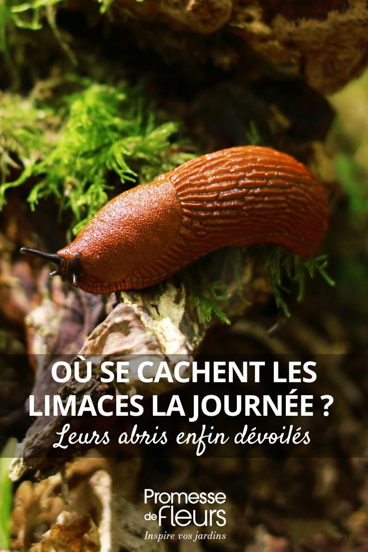 Où se cachent les limaces la journée Leurs abris enfin dévoilés les cachettes des limaces