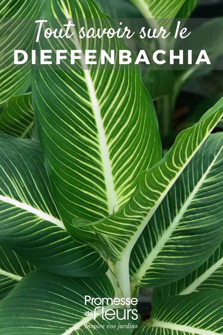Dieffenbachia feuillage d'un Dieffenbachia