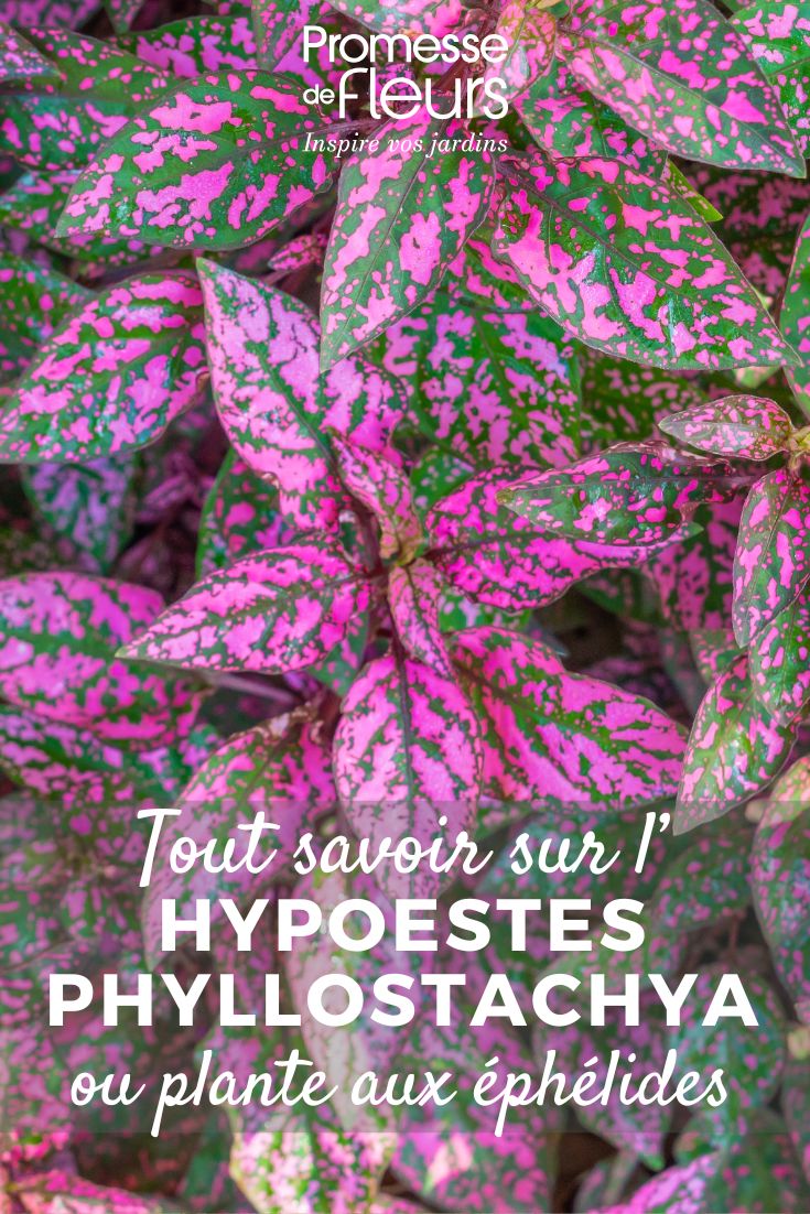 Dieffenbachia Plante aux éphélides