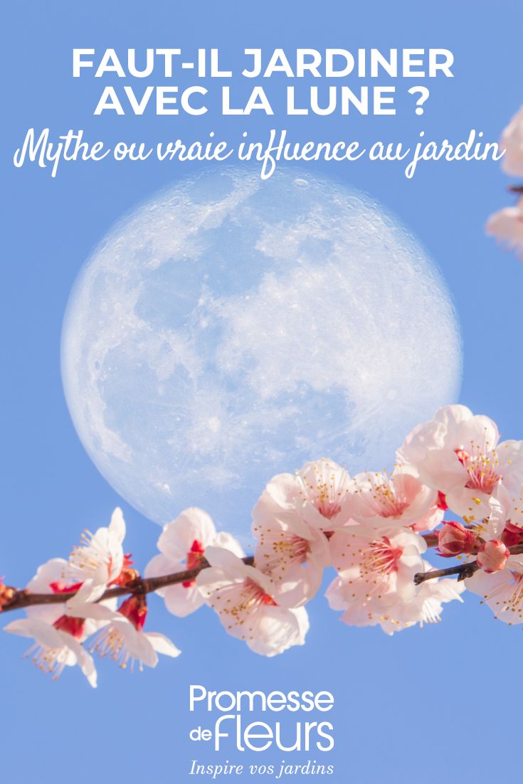 une lune au dessus d'une branche de cerisier du jardin
