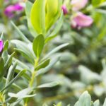 Protéger le Polygala du froid : nos conseils d’hivernage