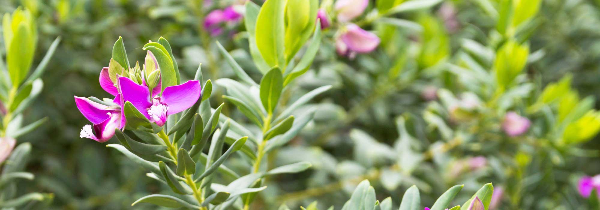 Protéger le Polygala du froid : nos conseils d’hivernage
