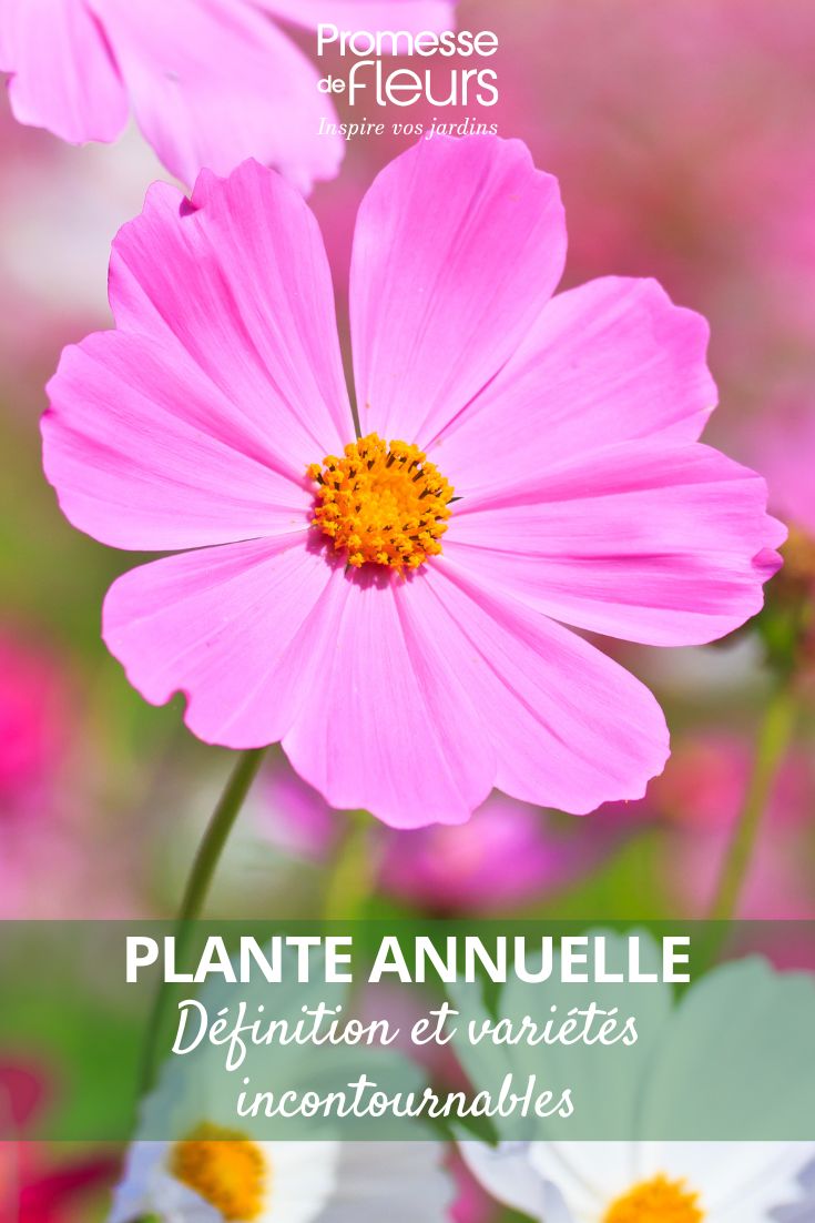 Qu’est-ce qu’une plante annuelle Définition simple et variétés incontournables (1) fleur de cosmos