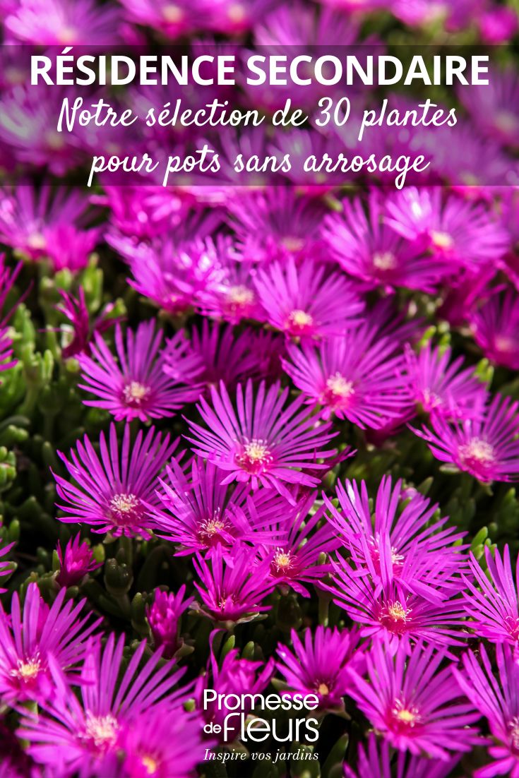 Résidence secondaire que planter dans ses pots, bacs et jardinières Delosperma
