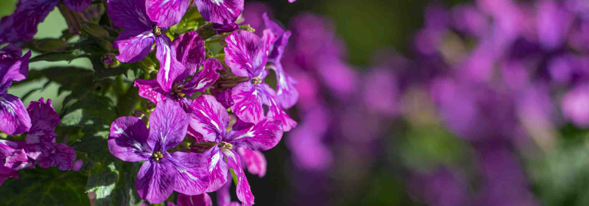 Les bisannuelles ou annuelles d’automne : à planter dès septembre au jardin !
