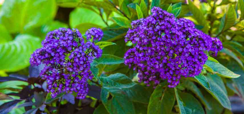 heliotrope