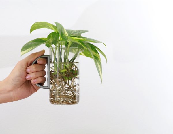 Comment bouturer facilement dans l’eau pour multiplier vos plantes ?