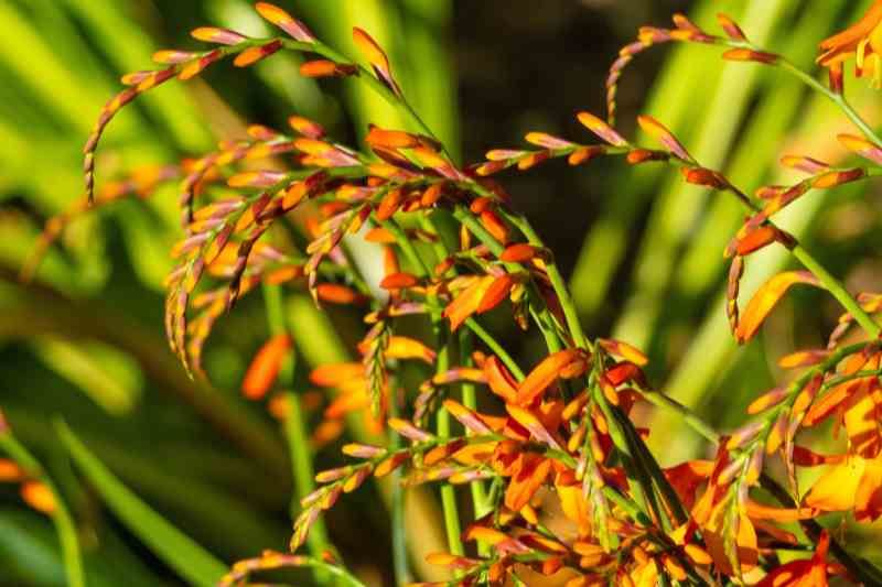 division of crocosmias
