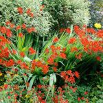 Comment entretenir et renouveler une vieille touffe de Crocosmias ?