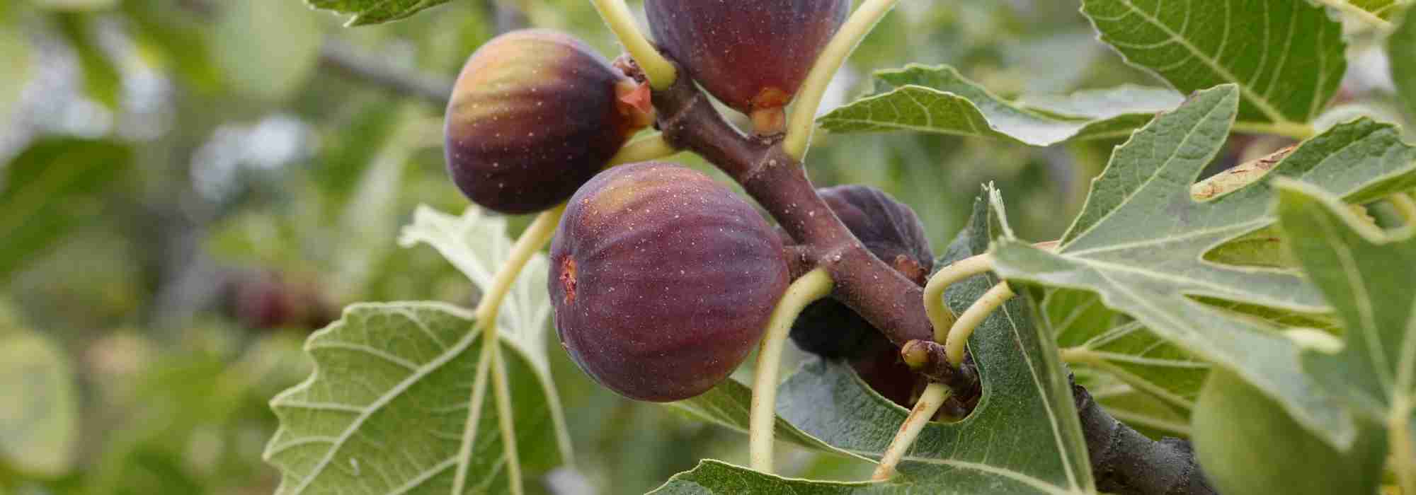 Cultiver un figuier en pot : où, quand et comment ?