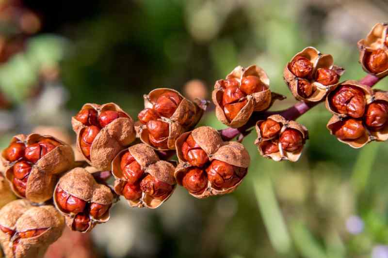 seeds of crocosmia for sowing