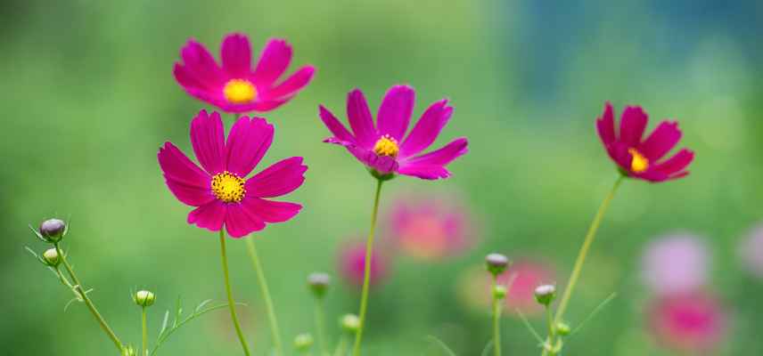 cosmos annuelle