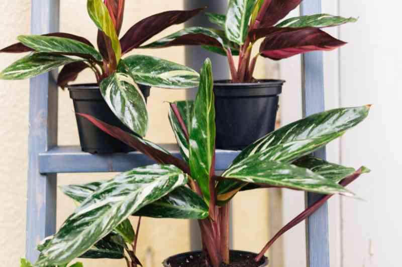 young plants from Calathea rootstock division