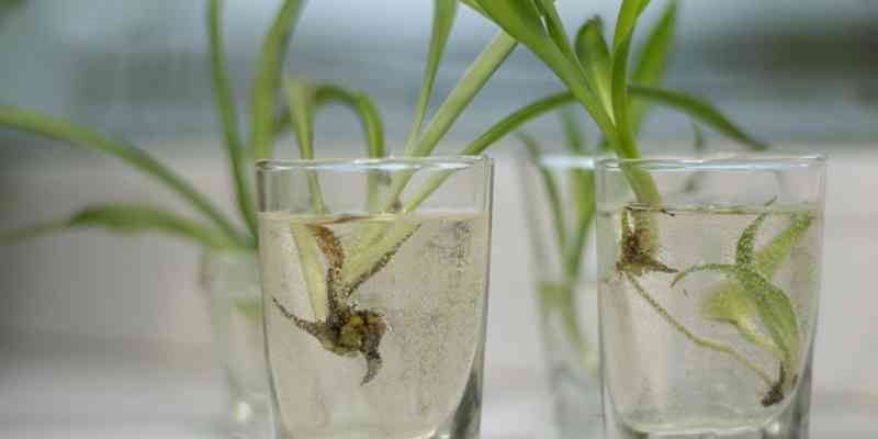 spider plant cutting in water
