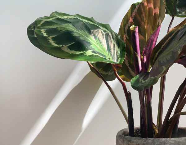Comment multiplier facilement un Calathea ?
