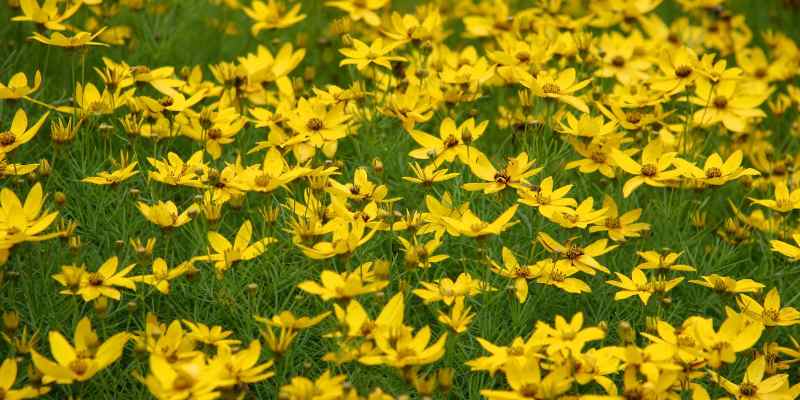 multiplying Coreopsis