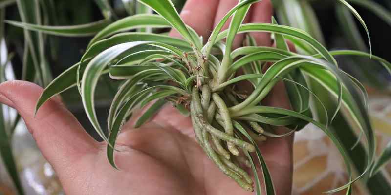 spider plant propagation by cuttings