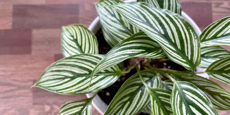 Calathea propagation by cuttings, roots and rootstocks