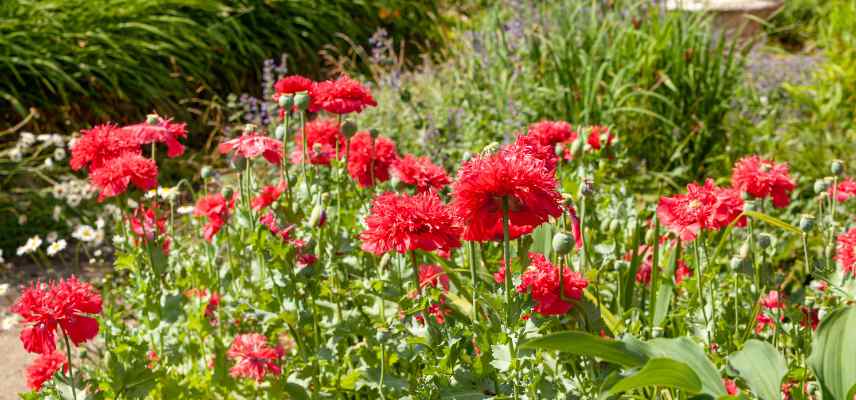 annuelles soleil