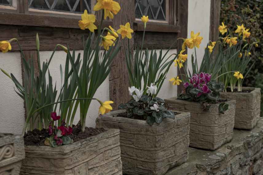 bulbes pour pot jardiniere maison de vacance secondaire