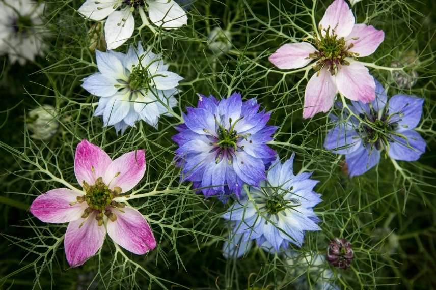 fleurs attractives pour les auxiliaires contre les pucerons