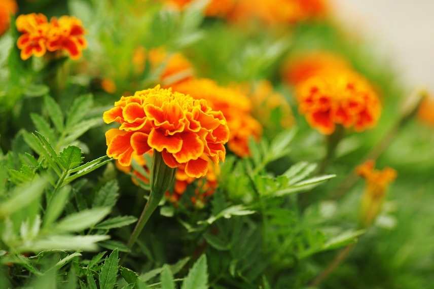 fleurs répulsives pour les pucerons
