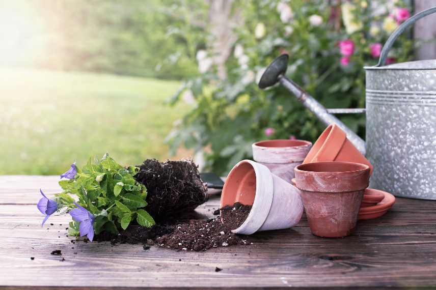 comment planter platycodon en pot