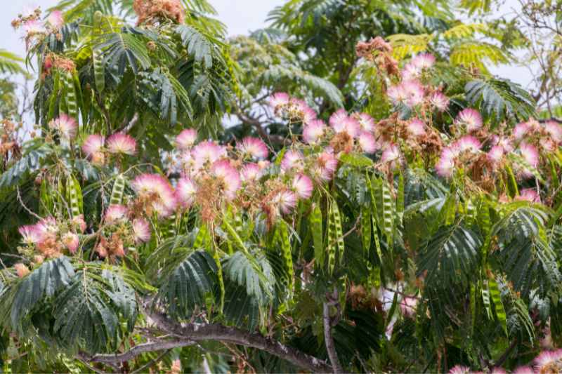 sowing Albizia