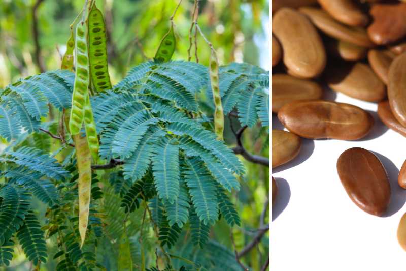 how to sow Albizia