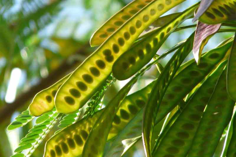 Albizia seed pods
