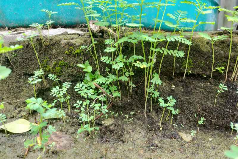 sow Albizia outdoors