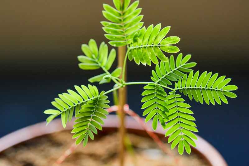 propagating Albizia