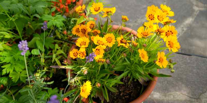 dividing Coreopsis