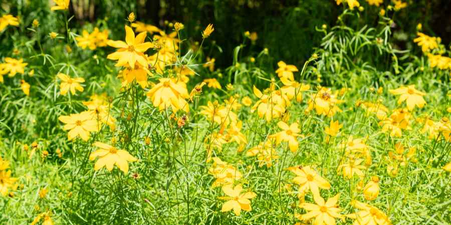 how to sow coreopsis