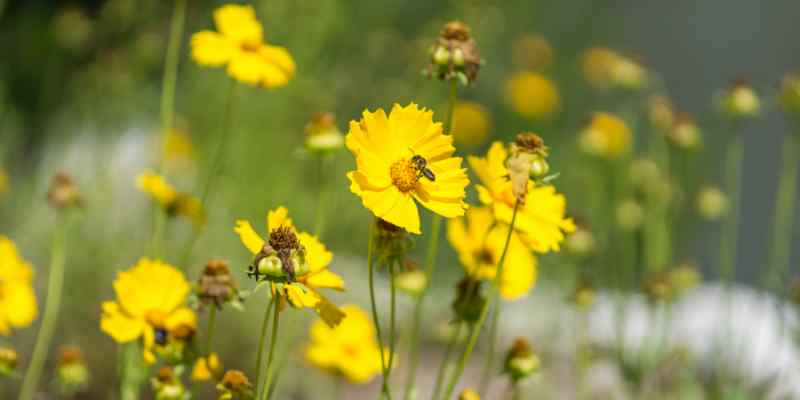 coreopsis care after sowing