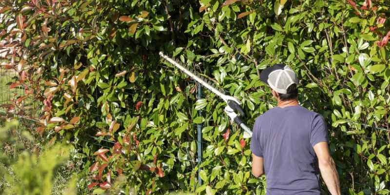tailler photinia