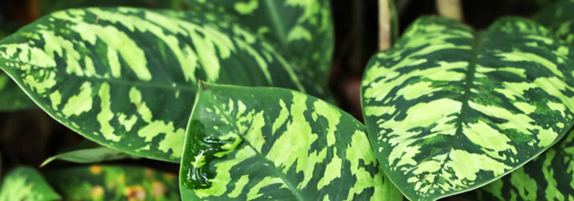 Les plantes d'intérieurs que vous ne verrez pas dans le salon de votre voisin