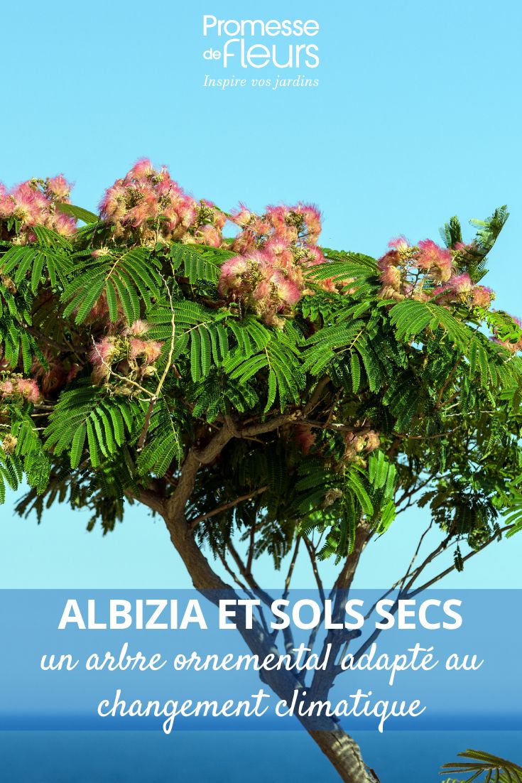 Albizia et sols secs un arbre ornemental adapté au changement climatique un albizia en bord de mer