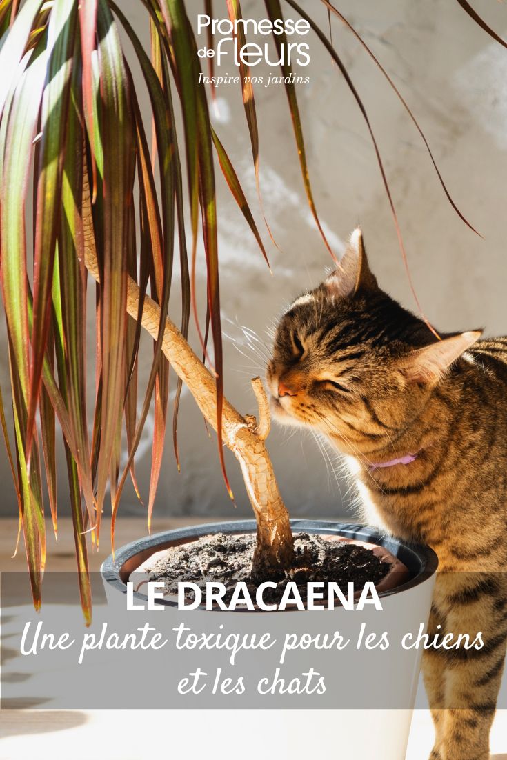Animaux domestiques et plantes d'intérieur les dangers du Dracaena un chat sent un dracaena