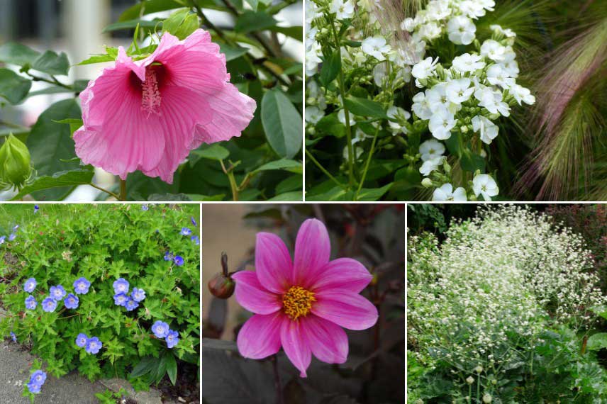 Associer l'Hibiscus des marais dans une scène romantique