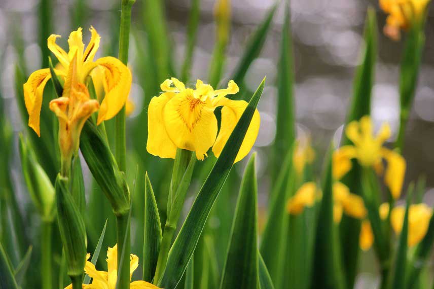 Iris pseudacorus, plante de berge pour bassin naturel