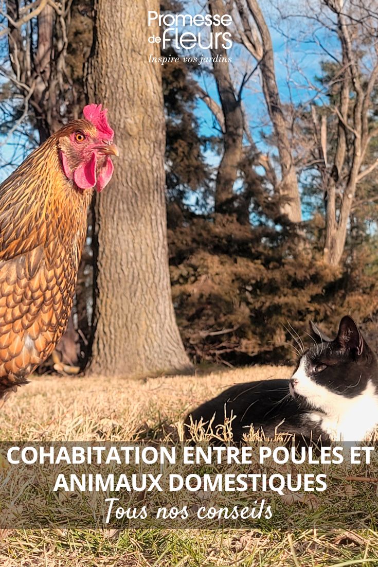 Bien gérer la cohabitation entre les poules et les animaux domestiques tous nos conseils ! une poule et un chat cohabitent un jardin