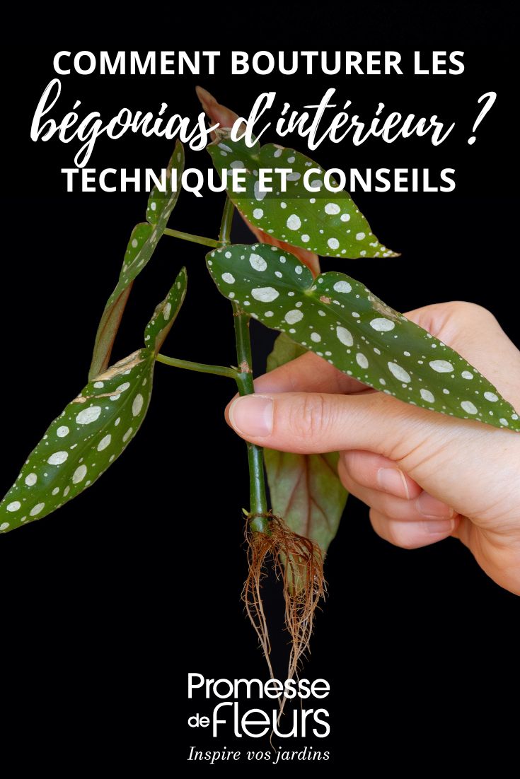 Bouturer les bégonias d’intérieur 2 méthodes bouture d'un bégonia Maculata