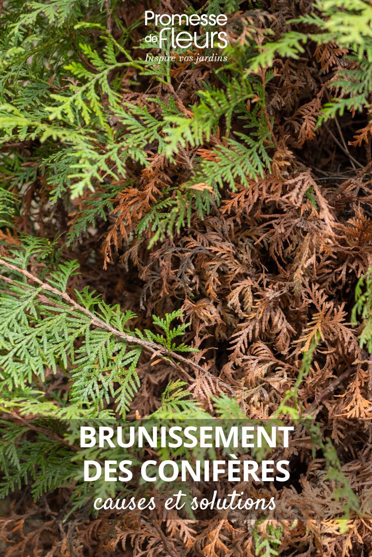 Brunissement des conifères causes et solutions Conifère malade